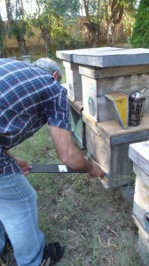 Mise en place de pièges dans les ruchers situés dans la zone de protection en Italie (septembre 2014) 