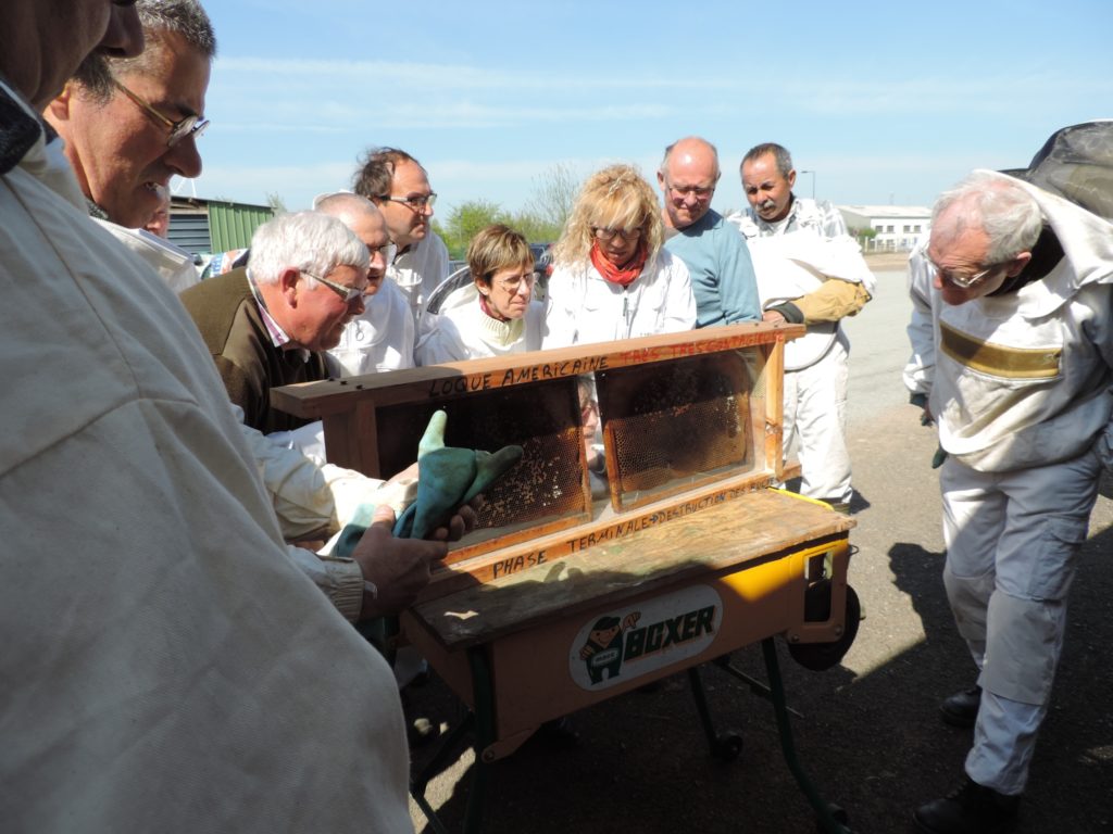 Les apiculteurs examinent un exemple concret de loque américaine