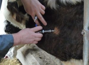 Injection tuberculine bovine