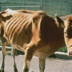 Cas de paratuberculose bovine